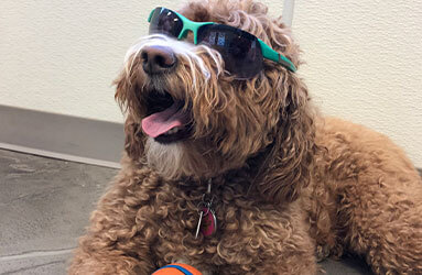dog with green sunglasses
