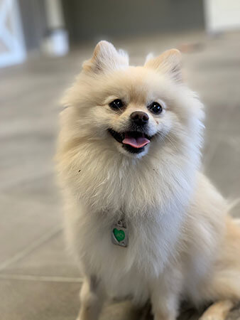 white pom sitting and smiling