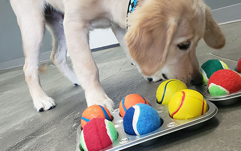 dog with two trays of toys