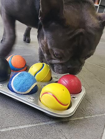 small dog with multiple balls in a tray