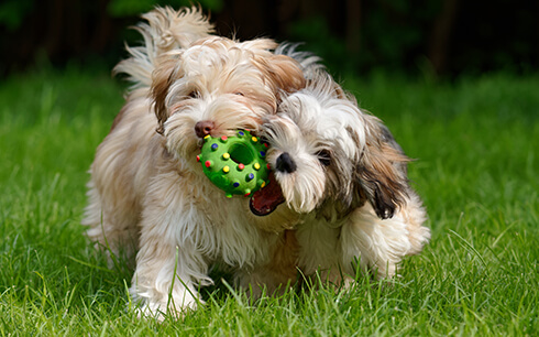 two pups playing in grass